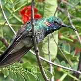 Birds Non Passeriformes - Hummingbirds, Swifts