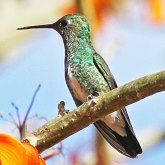 Birds Non Passeriformes - Hummingbirds, Swifts