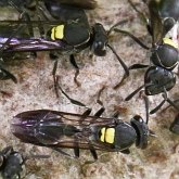Insects - Hymenoptera
