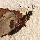 Insects - Hymenoptera