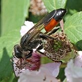 Insects - Hymenoptera