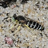 Insects - Hymenoptera