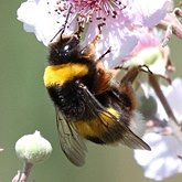 Insects - Hymenoptera