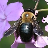 Insects - Hymenoptera