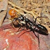 Insects - Hymenoptera