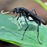 Insects - Hymenoptera