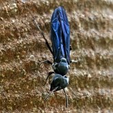 Insectes - Hyménoptères
