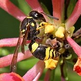 Insectes - Hym&#233;nopt&#232;res