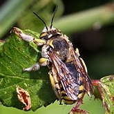 Insectes - Hyménoptères