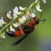 Insectes - Hym&#233;nopt&#232;res