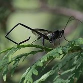 Insectes - Hyménoptères