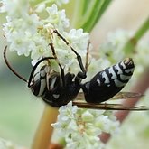 Insectes - Hym&#233;nopt&#232;res