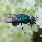 Insectes - Hym&#233;nopt&#232;res
