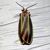 Hypoprepia fucosa