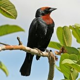 Birds Passeriformes - Icteridae (Oropendolas, Orioles and Blackbirds)