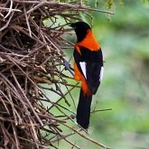 Birds Passeriformes - Icteridae (Oropendolas, Orioles and Blackbirds)