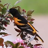 Birds Passeriformes - Icteridae (Oropendolas, Orioles and Blackbirds)