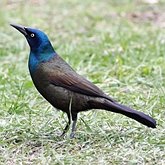 Birds Passeriformes - Icteridae (Oropendolas, Orioles and Blackbirds)