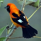 Aves Passeriformes - Icteridae (guaxe, japus e afins)