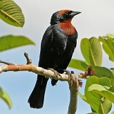 Aves Passeriformes - Icteridae (guaxe, japus e afins)