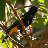 Aves Passeriformes - Icteridae (guaxe, japus e afins)