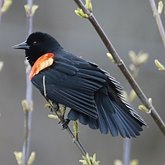 Aves Passeriformes - Icteridae (guaxe, japus e afins)