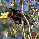Ptaki Passeriformes - Icteridae (kacyki)