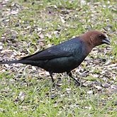 Ptaki Passeriformes - Icteridae (kacyki)