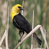 Ptaki Passeriformes - Icteridae (kacyki)