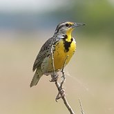Ptaki Passeriformes - Icteridae (kacyki)