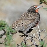 Ptaki Passeriformes - Icteridae (kacyki)