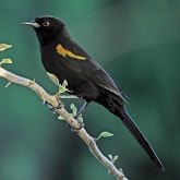 Oiseaux Passeriformes - Ict&#233;rid&#233;s