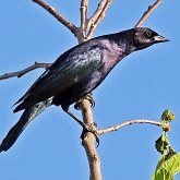 Oiseaux Passeriformes - Ict&#233;rid&#233;s