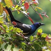 Oiseaux Passeriformes - Ict&#233;rid&#233;s