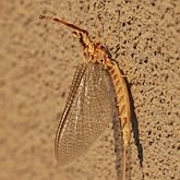 Owady - Jętki (Ephemeroptera)
