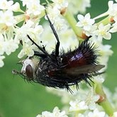 Juriniopsis adusta