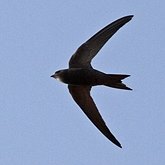 Ptaki Non Passeriformes - Kolibry, jerzyki
