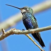 Ptaki Non Passeriformes - Kolibry, jerzyki