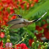 Ptaki Non Passeriformes - Kolibry, jerzyki