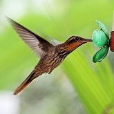 Ptaki Non Passeriformes - Kolibry, jerzyki