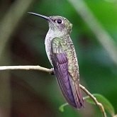 Ptaki Non Passeriformes - Kolibry, jerzyki