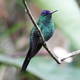 Ptaki Non Passeriformes - Kolibry, jerzyki