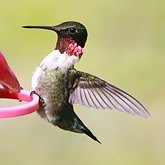 Ptaki Non Passeriformes - Kolibry, jerzyki