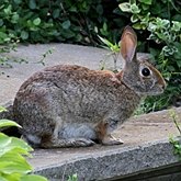 Mammif&#232;res - Lagomorphes