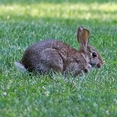 Mammifères - Lagomorphes