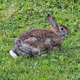 Mammifères - Lagomorphes