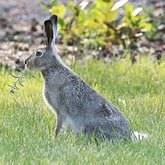 Mammals - Lagomorphs