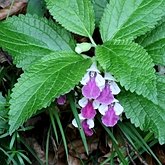 Angiospermes Eudicotylédones - Lamiales