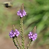 Angiosperms Eudicots  - Lamiales