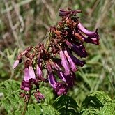 Angiospermes Eudicotyl&#233;dones - Lamiales